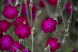 In 2015 Yorkshire in Bloom judges said “ High Royds Memorial Garden is a real gem. The raised beds around the entrance looked impressive packed with nectar-rich herbaceous perennials”. They went on to say it was capable of further development and in 2016 with the help of a grant from Tesco’s “Bag of Help” appeal and willing volunteers further work has been carried out in the garden and adjoining wood.